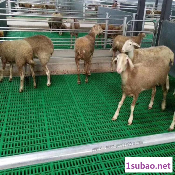 猪用塑料漏粪板 塑料漏粪板 饲养设备漏粪板图3