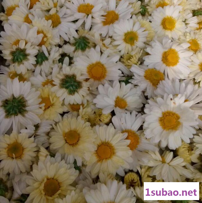供应带式干燥设备  庆华菊花加工设备  菊花烘干设备 菊花烘干机图2