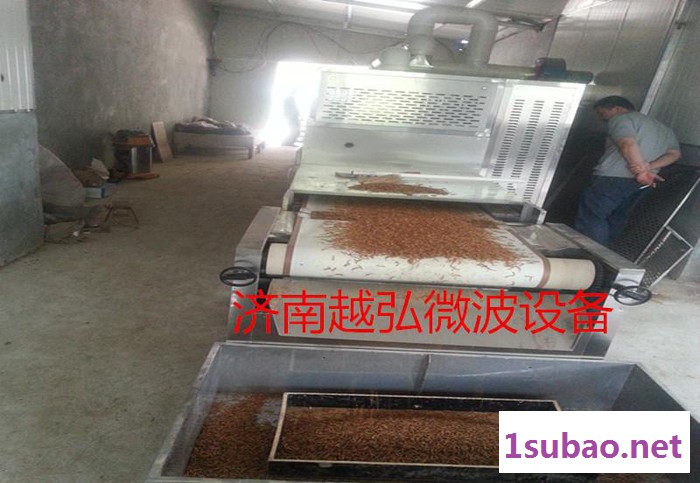 黄粉虫报价/黄粉虫微波烘干机报价/济南越弘黄粉虫干燥设备报价图2
