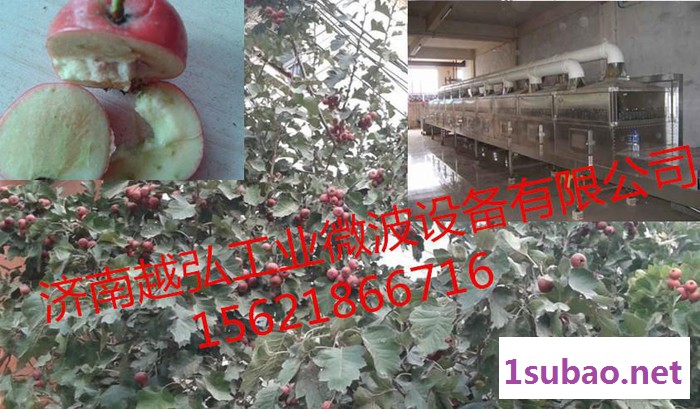 山楂片微波干燥杀菌设备新型产品图3