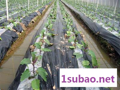 供应SS-DM1100SS-DM双色地膜系列吹塑机组图3