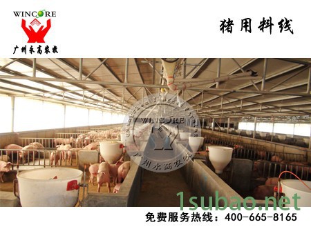 猪用自动化料线_猪场自动化养猪设备_猪用供料系统_永高农牧图4