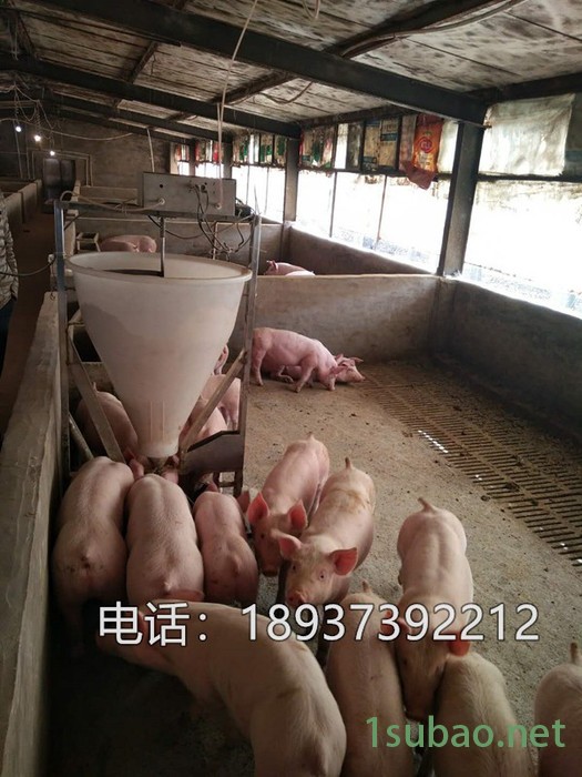 养猪自动供料新款粥料器 猪用液态干湿料槽图5