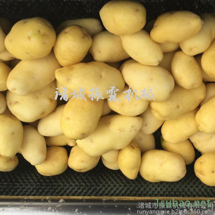 毛辊长1000清洗机 毛刷式胡萝卜清洗抛光机厂家 价格图7