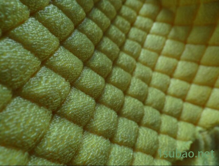 供应大棚保温被复合机、皮革烫金机、超声波大型压花机图4