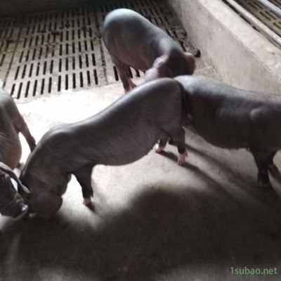 純種太湖小母豬苗1個  江蘇后備黑母豬仔30斤 出售太湖種豬一代母豬繁殖中心