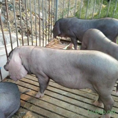 江苏纯种太湖小母猪苗 ，30斤原种梅山种猪场，宿迁养猪繁殖中心，一代黑色后备