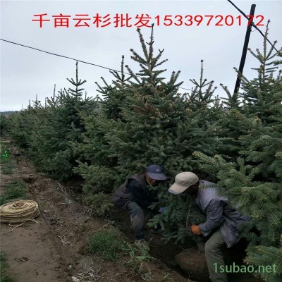 贵州六盘水云杉 绿森苗木 3公分云杉种植基地 出售中心